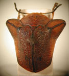  Dorynota gladiator