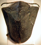  Dorynota nigra