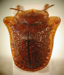  Paranota ensifera gregaria
