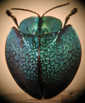  Agenysa boliviana