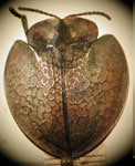  Agenysa sp. 1