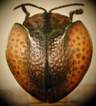  Eugenysa cuprifulgens