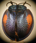  Eugenysa delicata