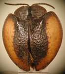  Eugenysa sp. 1