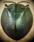  Eugenysa sp. 2
