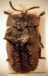  Chlamydocassis (Ceratocassis) laticollis