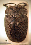  Chlamydocassis retipennis