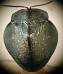  Goniochenia (Baranosa) flavosparsa