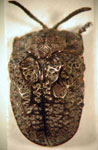  Zeugonota quadrinodosa