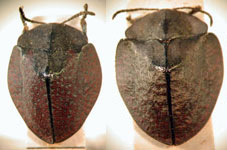  Stolas (Stolas) antiqua
