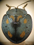  Stolas (Stolas) conspersa