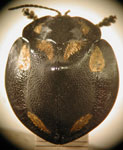  Stolas (Stolas) godeti