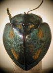  Stolas (Stolas) cfr impluviata