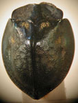 Stolas (Stolas) impluviata