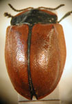  Stolas (Stolas) lacordairei tucumana