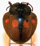  Stolas (Stolas) lebasi