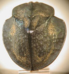  Stolas sp. A