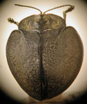  Stolas sp. C