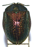  Stolas (Stolas) aureomarginata
