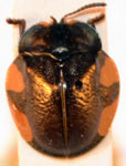  Stolas (Stolas) brachiata