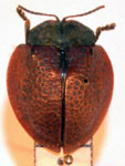  Stolas (Stolas) castigata