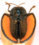  Stolas consanguinea