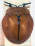  Stolas deleta