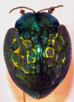  Stolas imperialis