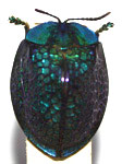  Stolas (Stolas) implexa