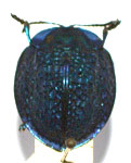  Stolas (Stolas) indigacea indigacea