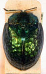  Stolas lacordairei subrugosa
