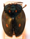  Stolas misella