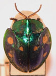  Stolas (Stolas) pallidoguttata