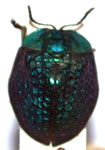  Stolas (Stolas) paranensis