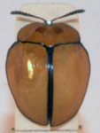  Stolas plagicollis