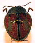  Stolas (Stolas) punicea