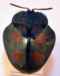  Stolas quadriplagiata