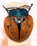  Stolas (Stolas) quatuordecimsignata