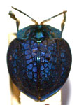  Stolas (Stolas) selecta