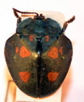  Stolas (Stolas) sexplagiata