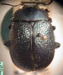  Cryptostetha parellina