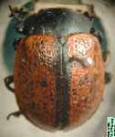  Cryptostetha suturalis