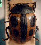  Eustilodes decemguttata