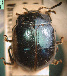  Stichotaenia nitidissima