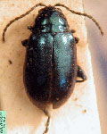  Altica ampelophaga