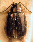  Altica flavipes