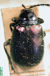  Altica transversa