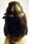  Chaetocnema apricaria