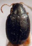  Chaetocnema minutissima