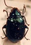  Diphaulaca gemina